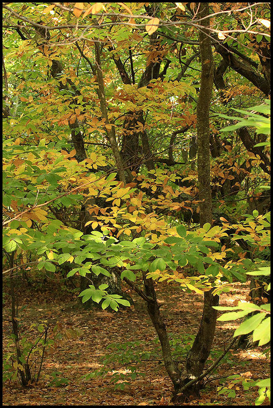 I colori dell''autunno...